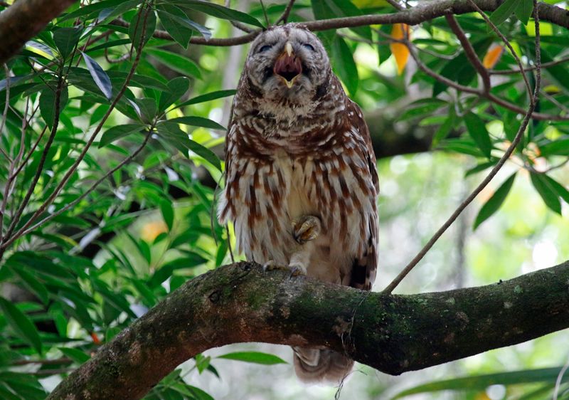 Barred Owl (Strix varia) Harry P. Leu Gardens, Orlando, Florida, United States