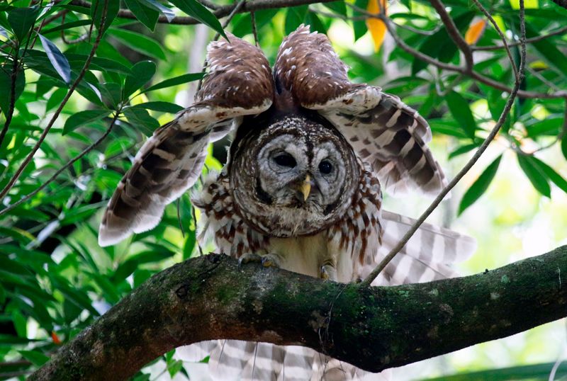 Barred Owl (Strix varia) Harry P. Leu Gardens, Orlando, Florida, United States