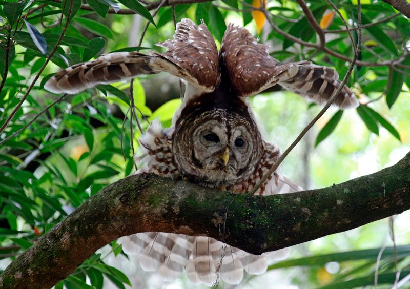 Barred Owl (Strix varia) Harry P. Leu Gardens, Orlando, Florida, United States