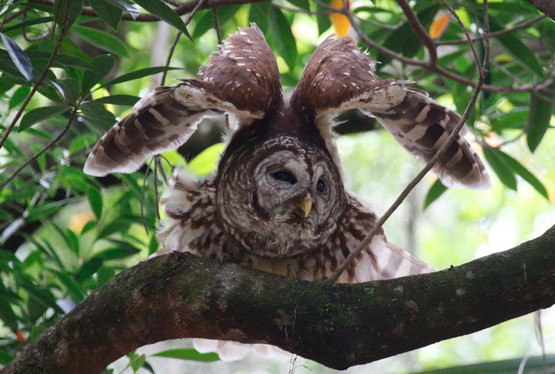 Barred Owl (Strix varia) Harry P. Leu Gardens, Orlando, Florida, United States