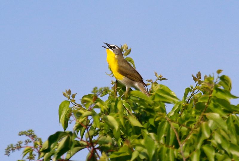 Yellow-breasted Chat (Icteria virens) Lake Apopka Wildlife Drive, Orange County, Florida, USA