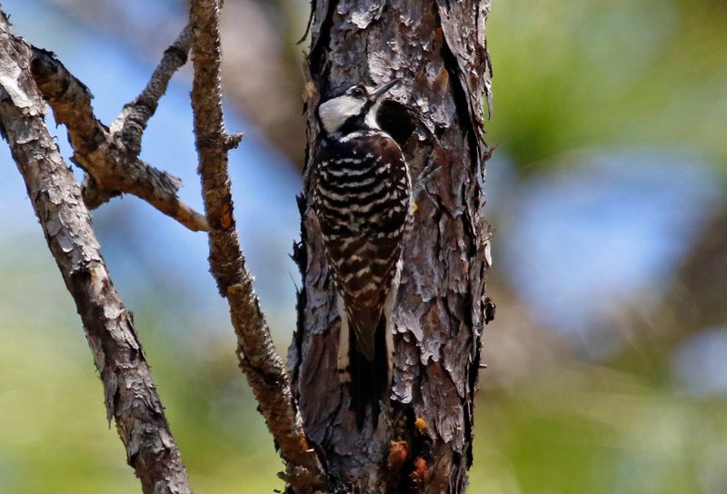 Red-cockaded Woodpecker (Dryobates borealis) Withlacoochee SF Citrus Tract, Citrus County, Florida, United States