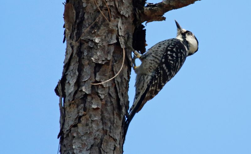 Red-cockaded Woodpecker (Dryobates borealis) Withlacoochee SF Citrus Tract, Citrus County, Florida, United States