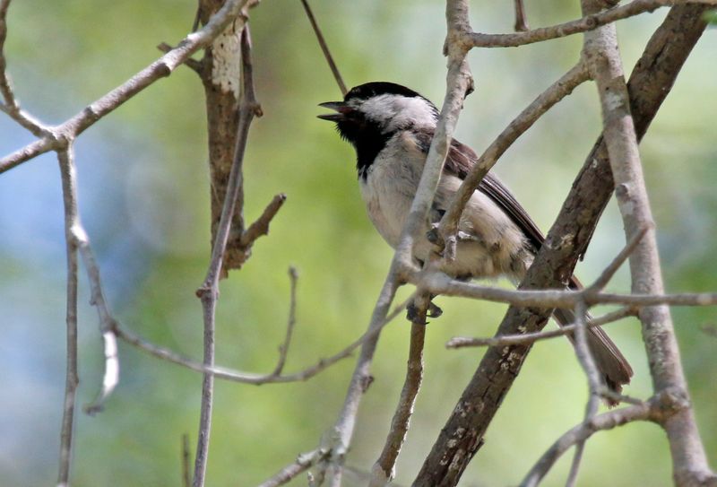 carolina_chickadee_poecile_carolinensis