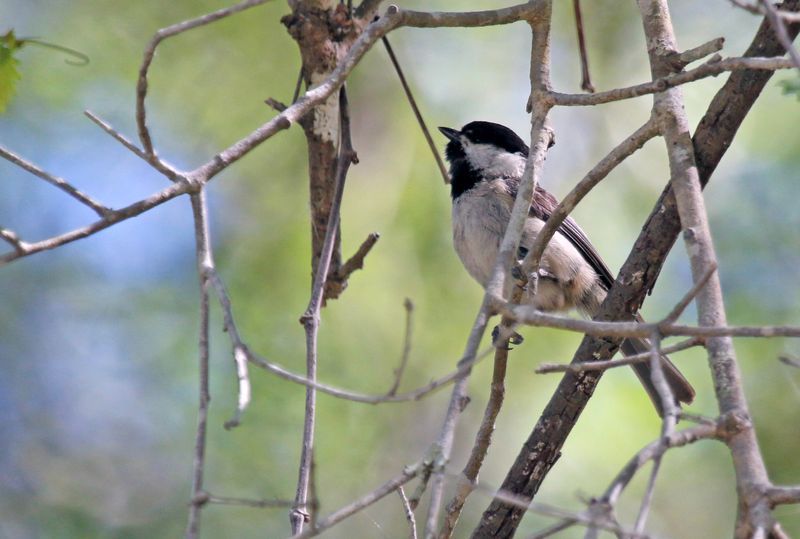 Carolina Chickadee (Poecile carolinensis) Withlacoochee SF Citrus Tract, Citrus County, Florida, United States