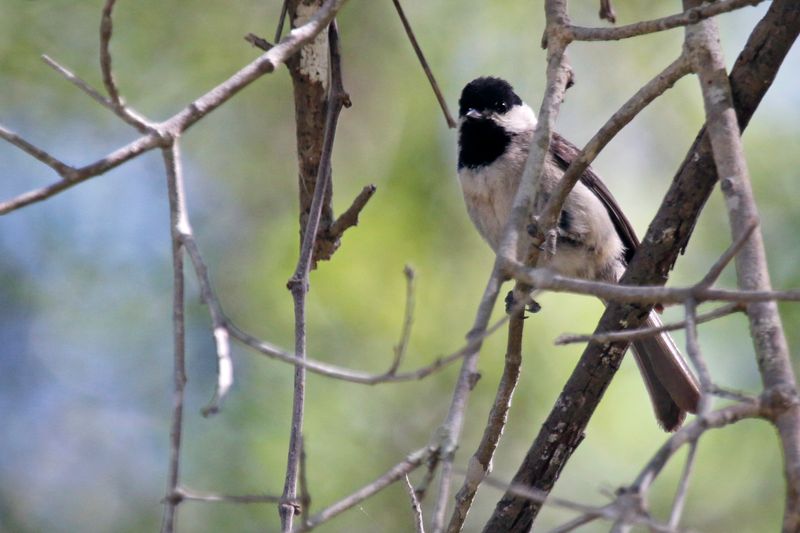 Carolina Chickadee (Poecile carolinensis) Withlacoochee SF Citrus Tract, Citrus County, Florida, United States