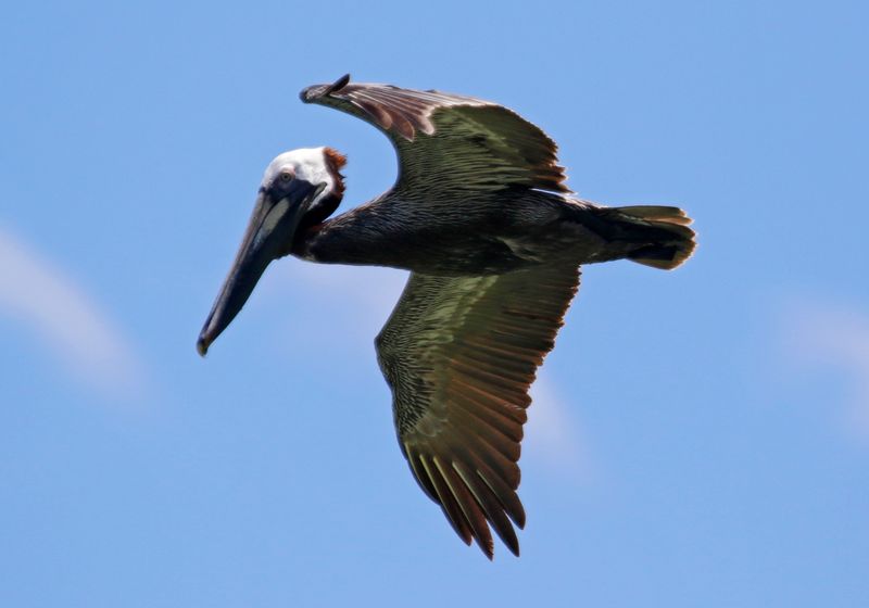 Brown Pelican (Pelecanus occidentalis carolinensis) Fort De Soto Park, Pinellas, Florida