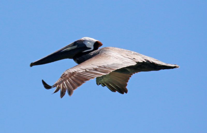 Brown Pelican (Pelecanus occidentalis carolinensis) Fort De Soto Park, Pinellas, Florida