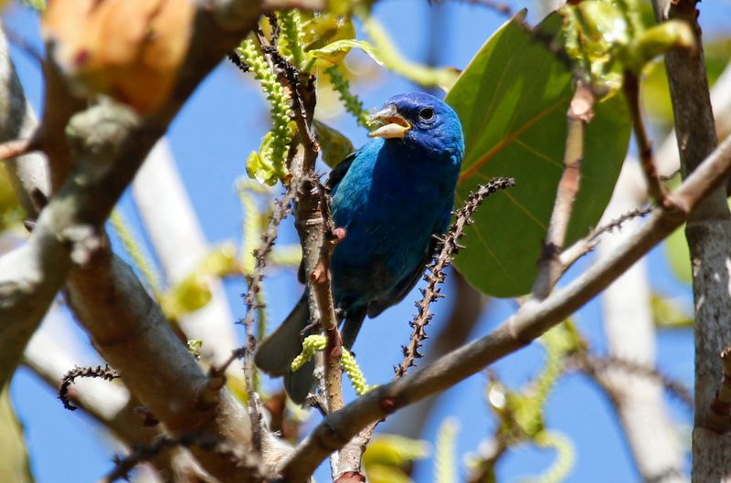 Indigo Bunting (Passerina cyanea) Fort De Soto Park, Pinellas, Florida
