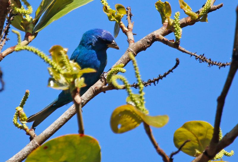 Indigo Bunting (Passerina cyanea) Fort De Soto Park, Pinellas, Florida