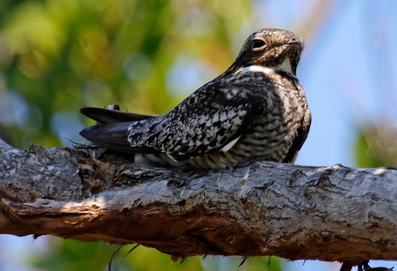 Common Nighthawk (Chordeiles minor) Dry Tortugas NP, Garden Key, Florida, US