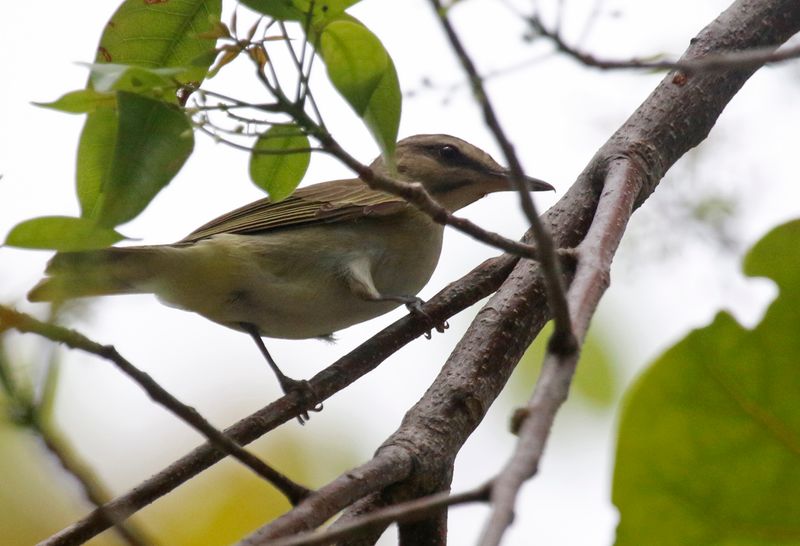 Black-whiskered Vireo (Vireo altiloquus) Fort Zachary Taylor Historic SP, Key West, Florida