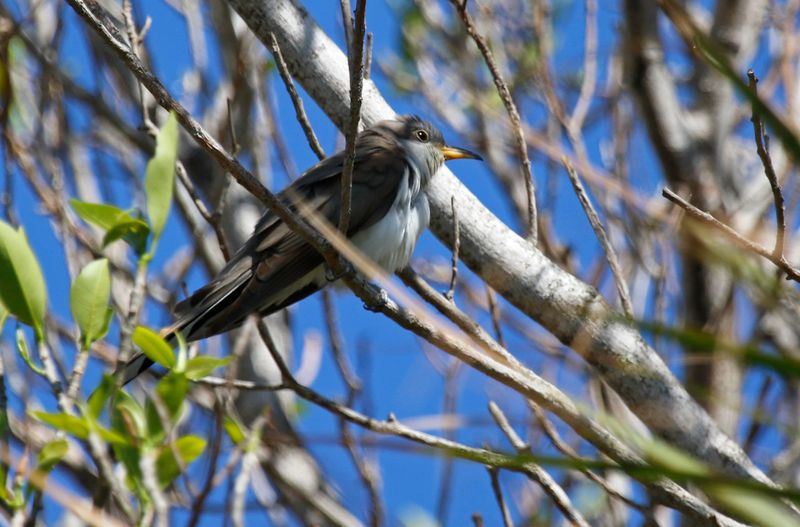 Yellow-billed Cuckoo (Coccyzus americanus) Fort De Soto Park, Pinellas, Florida