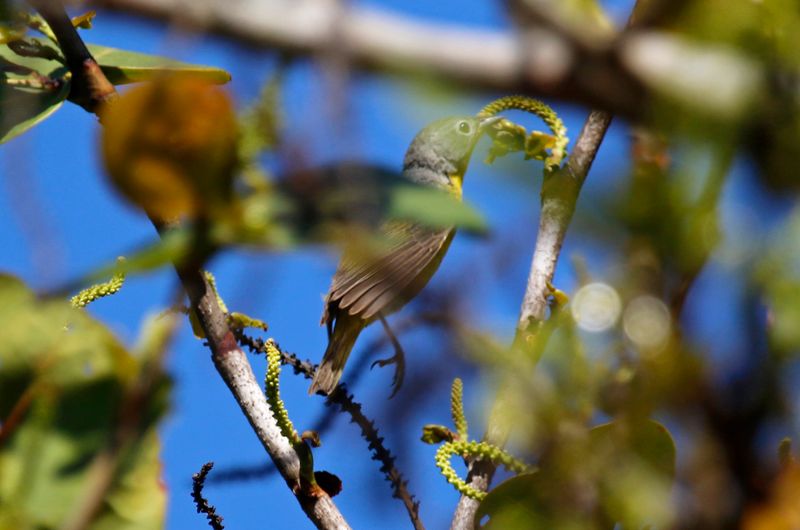 Nashville Warbler (Leiothlypis ruficapilla) Fort De Soto Park, Pinellas, Florida