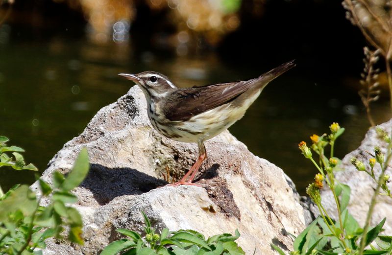 Louisiana Waterthrush (Parkesia motacilla) Fort De Soto Park, Pinellas, Florida