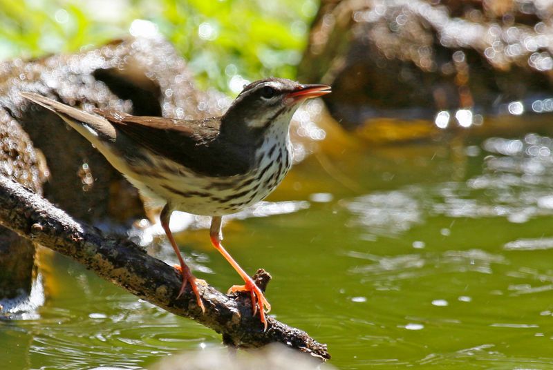 Louisiana Waterthrush (Parkesia motacilla) Fort De Soto Park, Pinellas, Florida