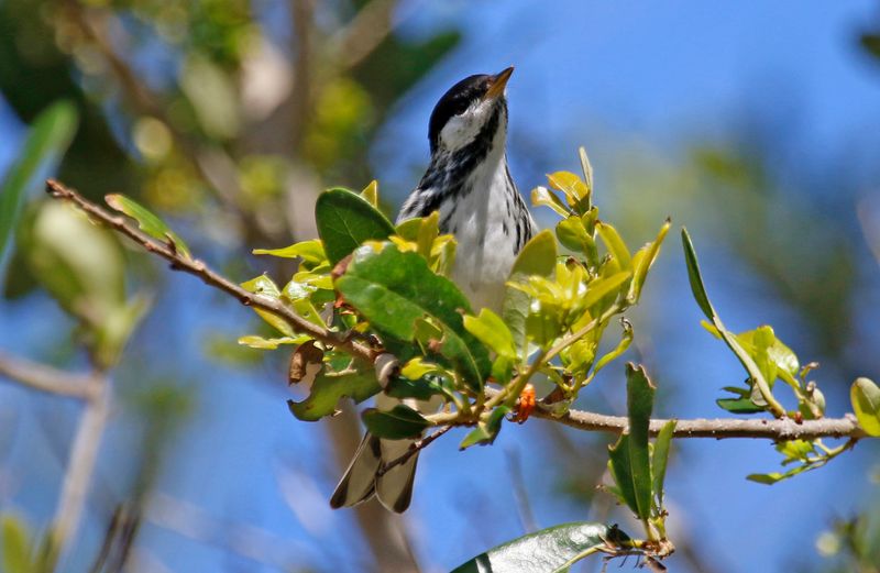 Blackpoll Warbler (Setophaga striata) Fort De Soto Park, Pinellas, Florida