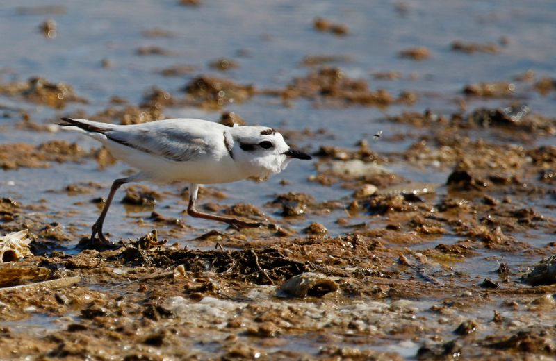 Snowy Plover (Anarhynchus nivosus nivosus) Carlos Pointe, Lee, Florida