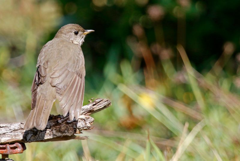 Gray-cheeked Thrush (Catharus minimus) Dry Tortugas NP, Garden Key, Florida, US