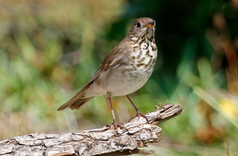 Gray-cheeked Thrush (Catharus minimus) Dry Tortugas NP, Garden Key, Florida, US