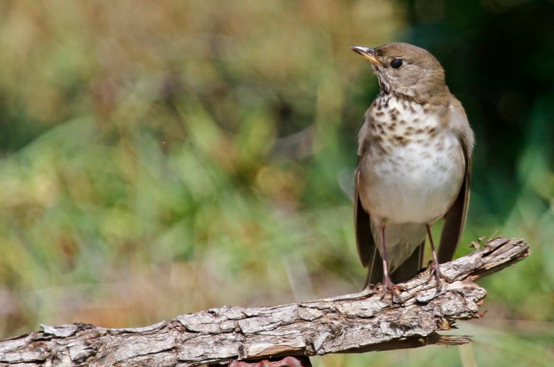 Gray-cheeked Thrush (Catharus minimus) Dry Tortugas NP, Garden Key, Florida, US