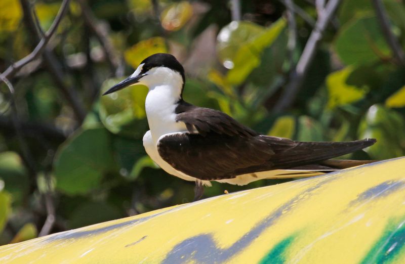 Sooty Tern (Onychoprion fuscatus) Dry Tortugas NP, Garden Key, Florida, US