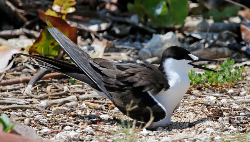 Sooty Tern (Onychoprion fuscatus) Dry Tortugas NP, Garden Key, Florida, US