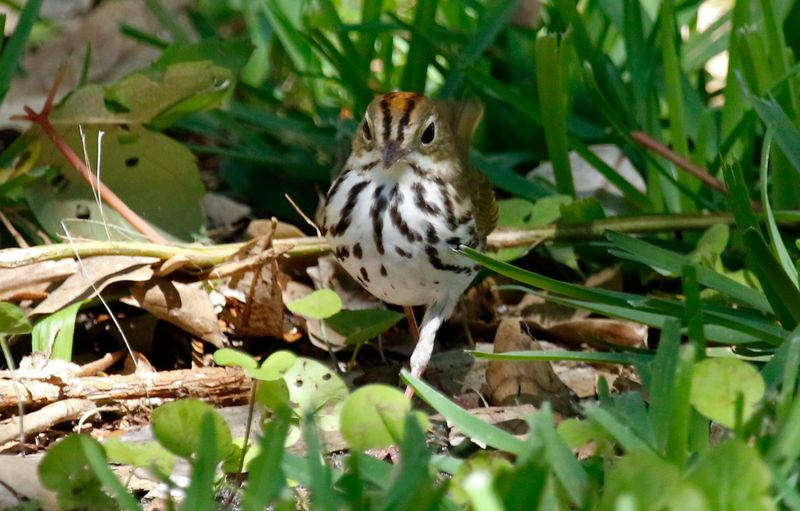 Ovenbird (Seiurus aurocapilla) Fort De Soto Park, Pinellas, Florida
