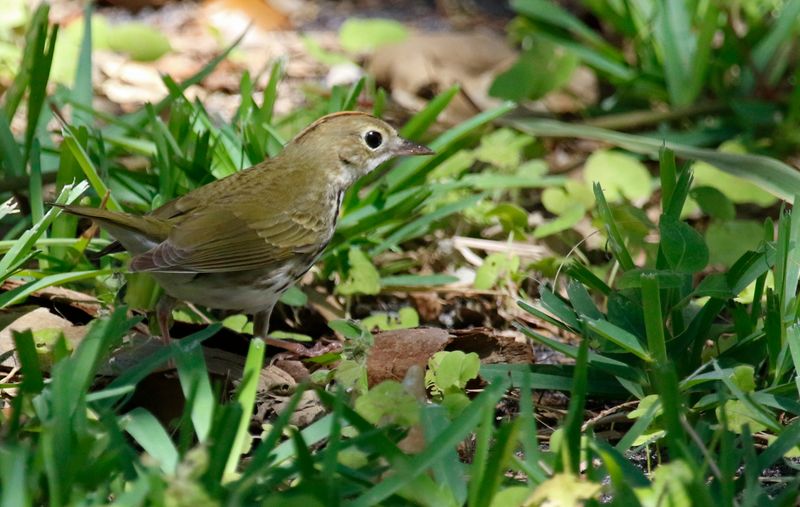 Ovenbird (Seiurus aurocapilla) Fort De Soto Park, Pinellas, Florida