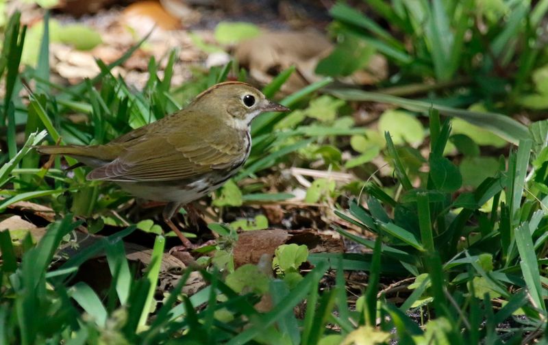 Ovenbird (Seiurus aurocapilla) Fort De Soto Park, Pinellas, Florida