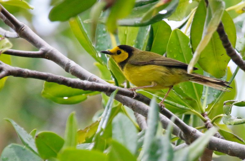 Hooded Warbler (Setophaga citrina) Long Key SP, Monroe, Florida, US