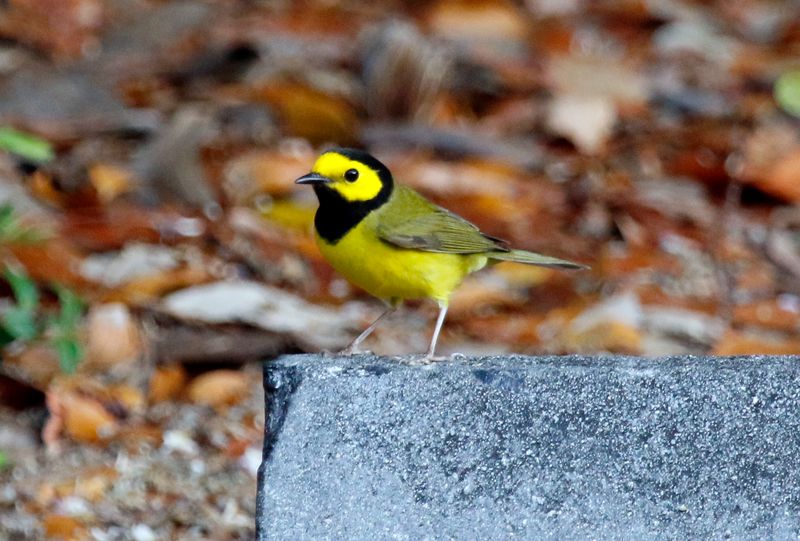 Hooded Warbler (Setophaga citrina) Fort Zachary Taylor Historic SP, Key West, Florida