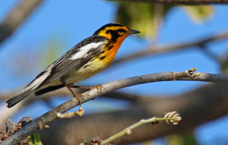 Blackburnian Warbler (Setophaga fusca) Fort Zachary Taylor Historic SP, Key West, Florida