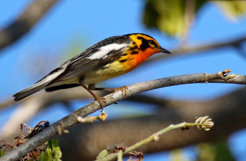 Blackburnian Warbler (Setophaga fusca) Fort Zachary Taylor Historic SP, Key West, Florida