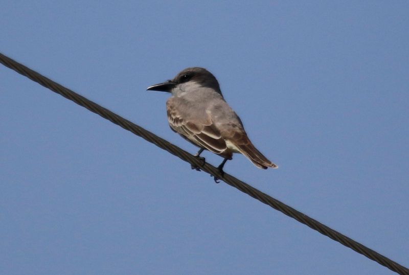 Grey Kingbird (Tyrannus dominicensis dominicensis) Lake Apopka Wildlife Drive, Orange County, Florida, US