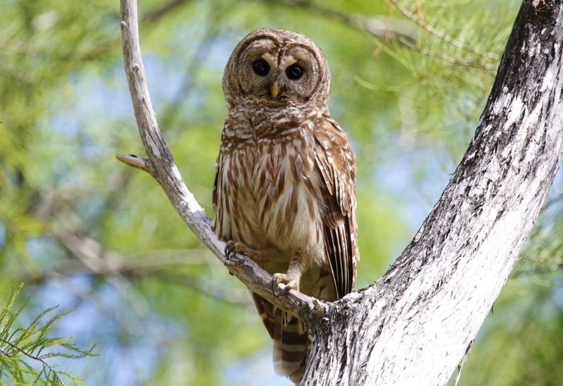 Barred Owl (Strix varia) Big Cypress National Preserve, Collier, Florida