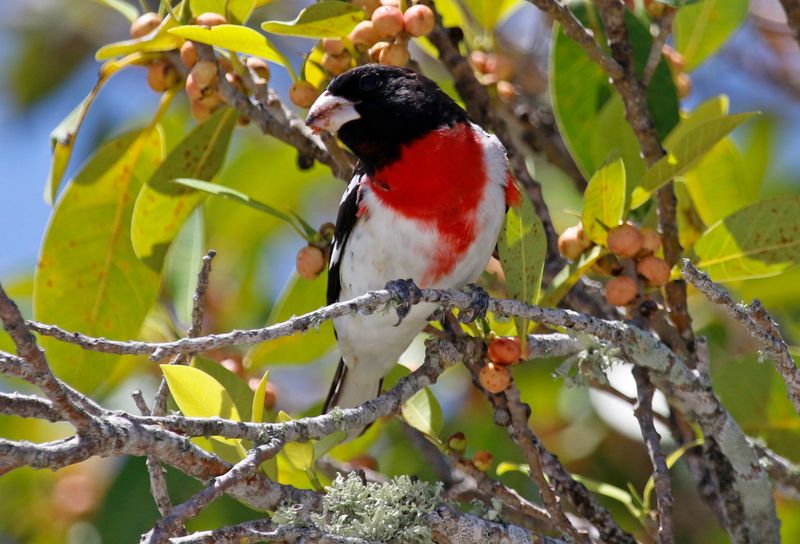 Rose-breasted Grosbeak (Pheucticus ludovicianus) Fort De Soto Park, Pinellas, Florida