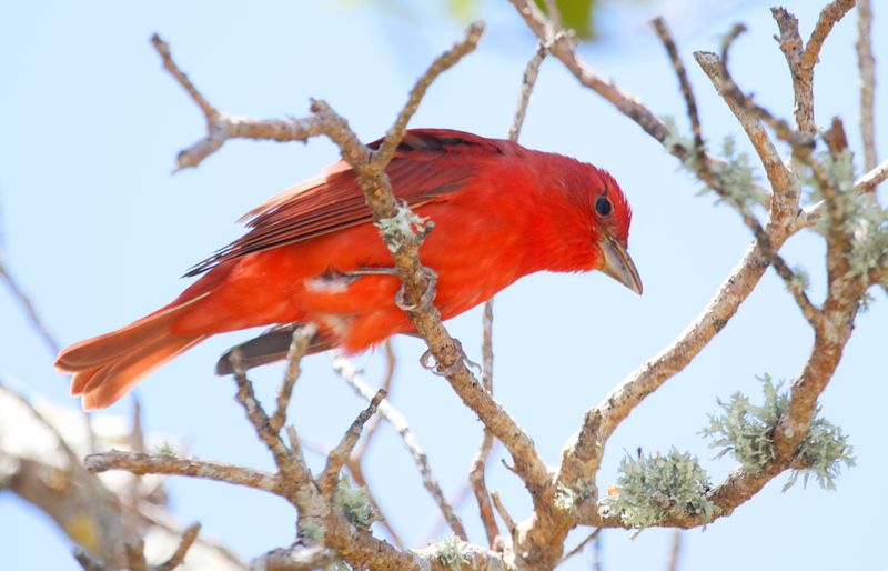 Summer Tanager (Piranga rubra) Fort De Soto Park, Pinellas, Florida