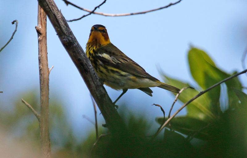 Cape May Warbler (Setophaga tigrina) Dry Tortugas NP, Garden Key, Florida