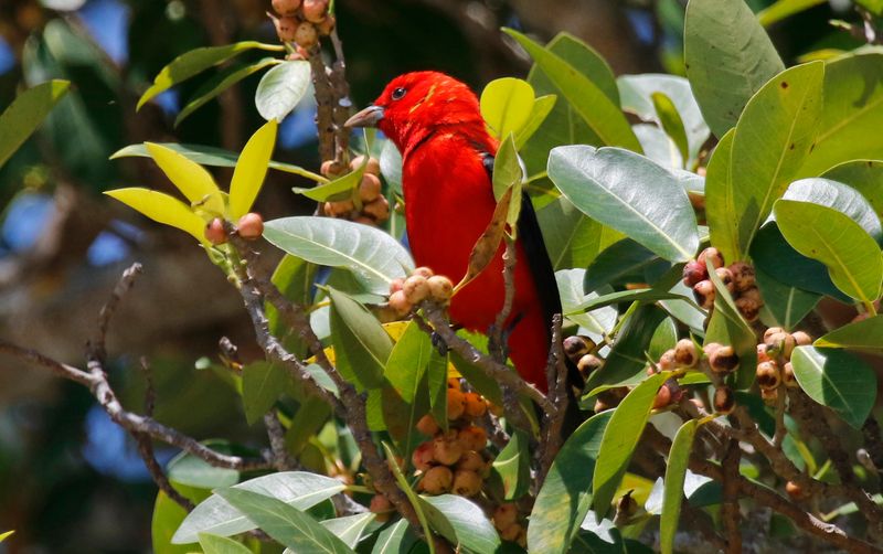 Scarlet Tanager (Piranga olivacea) Fort De Soto Park, Pinellas, Florida