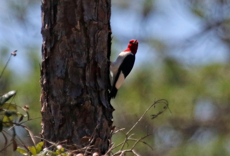 Red-headed Woodpecker (Melanerpes erythrocephalus) Withlacoochee SF Citrus Tract, Citrus County, Florida, United States