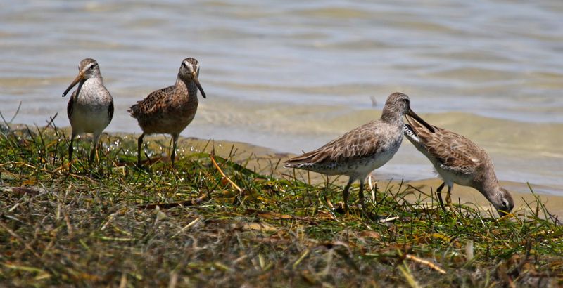 Short-billed Dowitcher (Limnodromus griseus) Fort De Soto Park, Pinellas, Florida