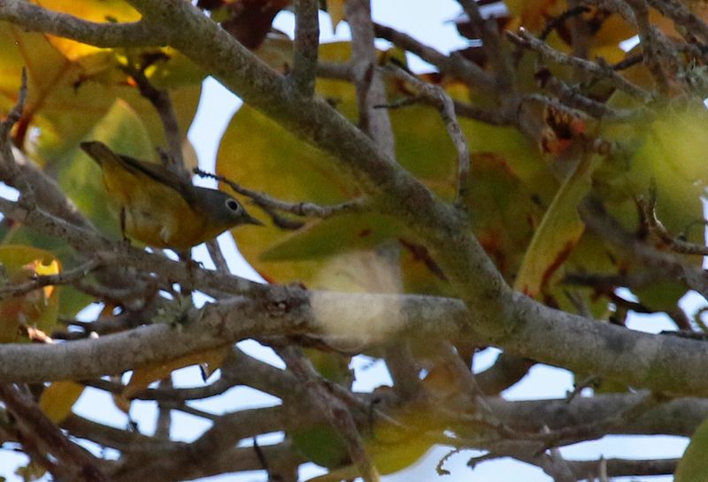 Nashville Warbler (Leiothlypis ruficapilla) Fort De Soto Park, Pinellas, Florida