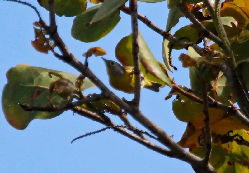 Nashville Warbler (Leiothlypis ruficapilla) Fort De Soto Park, Pinellas, Florida