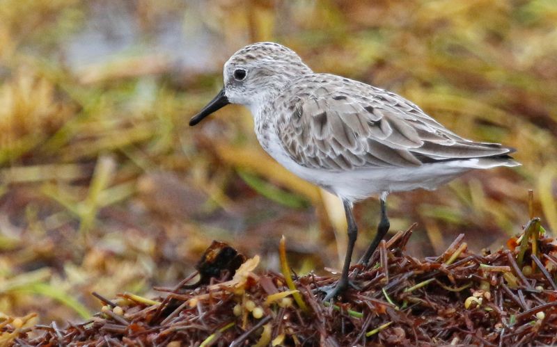 Semipalmated Sandpiper (Calidris pusilla) Bahia Honda Key, Florida, US