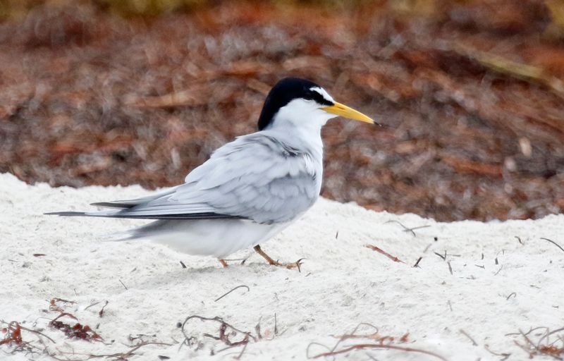 Least Tern (Sternula antillarum) Bahia Honda Key, Florida, US