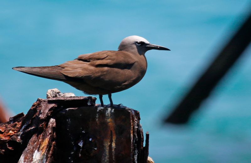 Brown Noddy (Anous stolidus stolidus) Dry Tortugas NP, Garden Key, Florida, US