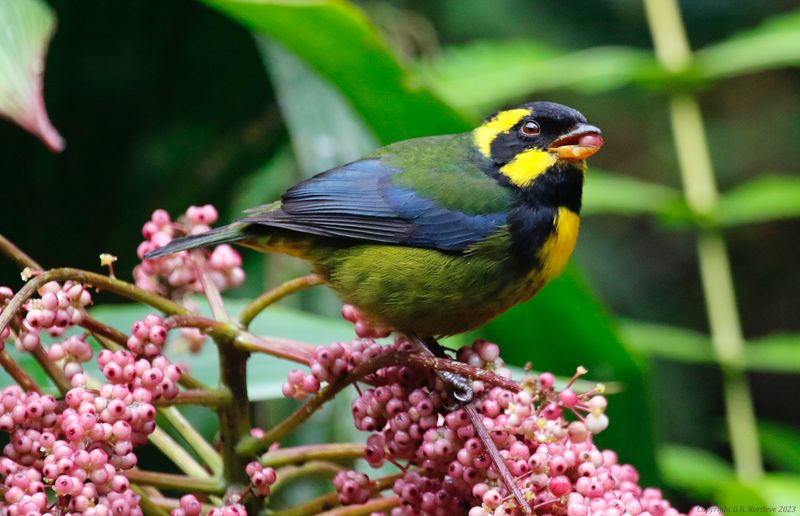 Gold-ringed Tanager (Bangsia aureocincta) Camino Montezuma,  Tatamá National Natural Park, Risaralda, Colombia