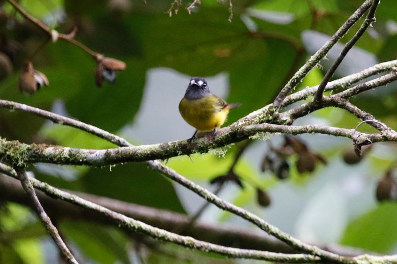 Ornate Flycatcher (Myiotriccus ornatus) Comederos de Doña Dora, Valle del Cauca, Colombia