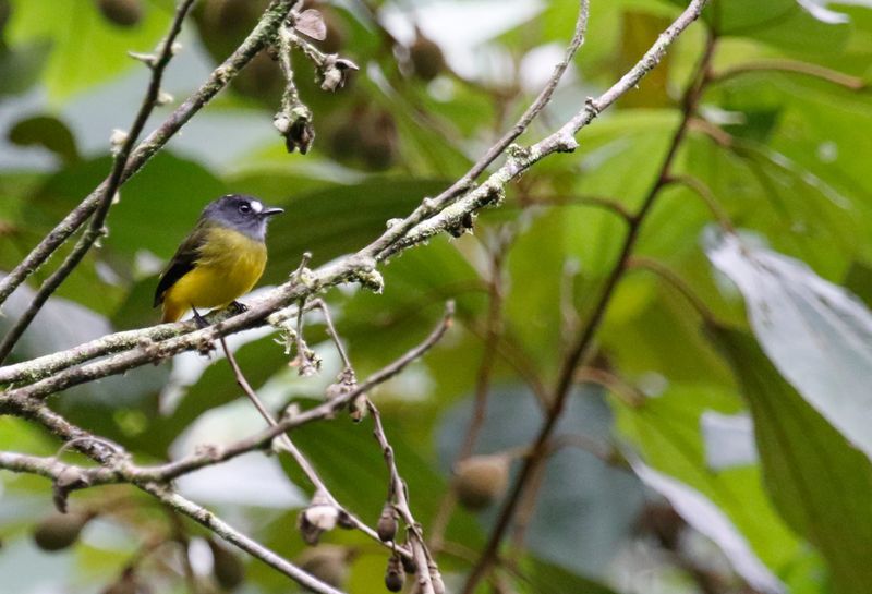 Ornate Flycatcher (Myiotriccus ornatus) Comederos de Doña Dora, Valle del Cauca, Colombia